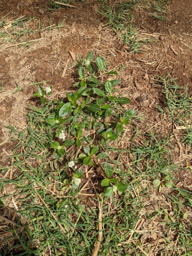 Gomphrena image