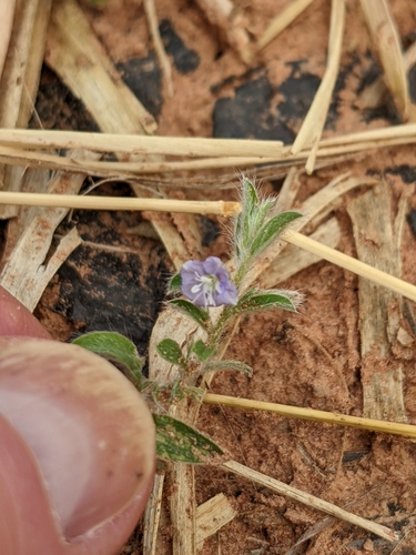tropical speedwell