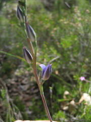 Thelymitra macrophylla