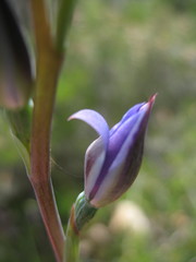 Thelymitra macrophylla