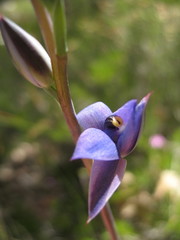 Thelymitra macrophylla
