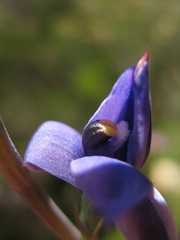 Thelymitra macrophylla