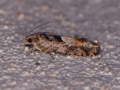 Pseudexentera hodsoni