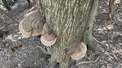 Fungi