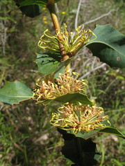 Hakea amplexicaulis