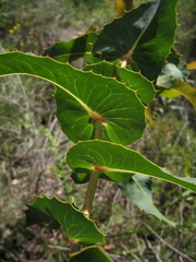 Hakea amplexicaulis