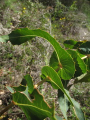 Hakea amplexicaulis