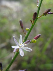 Caesia micrantha