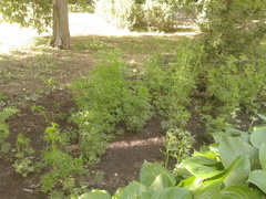 Delphinium schmalhausenii