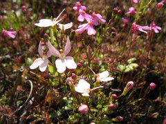 Stylidium petiolare