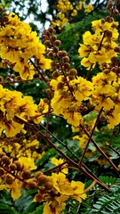 Peltophorum pterocarpum