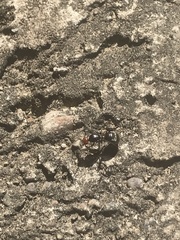 Myrmecocystus placodops