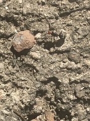 Myrmecocystus placodops