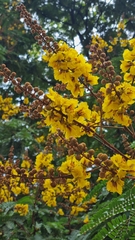 Peltophorum pterocarpum