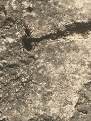 Myrmecocystus placodops