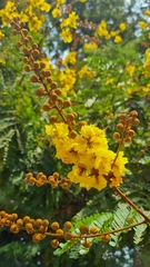 Peltophorum pterocarpum