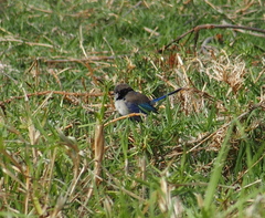 Malurus splendens splendens