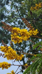 Peltophorum pterocarpum