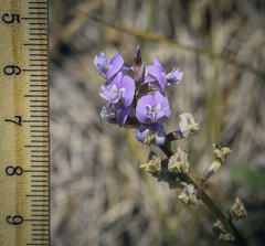 Astragalus silvisteppaceus