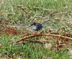 Malurus splendens splendens