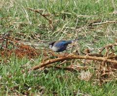 Malurus splendens splendens