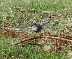 Malurus splendens splendens