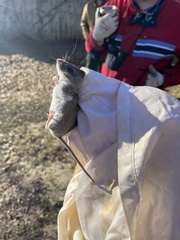 Peromyscus polionotus