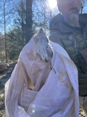 Peromyscus polionotus