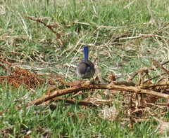 Malurus splendens splendens