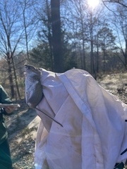 Peromyscus polionotus