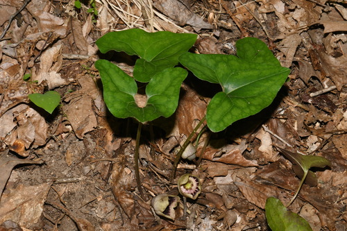 Image of Asarum finzelii by (c) Brian Finzel, some rights reserved (CC BY-SA)