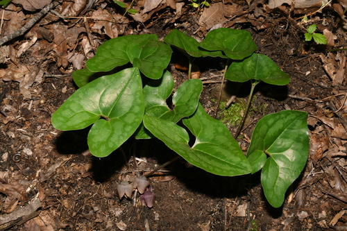 Image of Asarum finzelii by (c) Brian Finzel, some rights reserved (CC BY-SA)