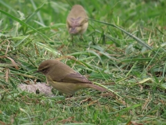 Phylloscopus collybita