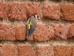 Carduelis carduelis