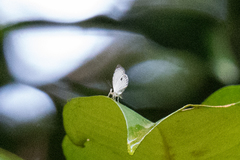 Neopithecops zalmora zalmora