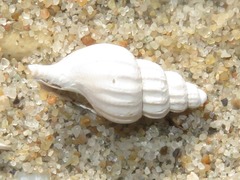 Propebela turricula