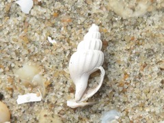 Propebela turricula