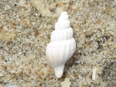 Propebela turricula