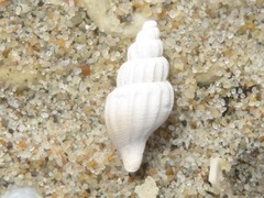 Propebela turricula