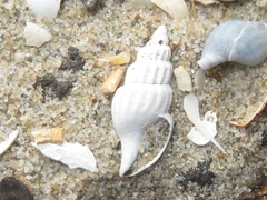 Propebela turricula
