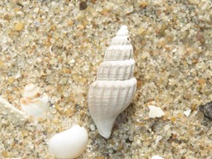 Propebela turricula