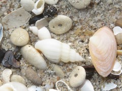 Propebela turricula
