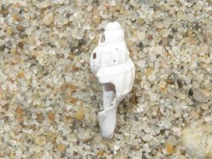 Propebela turricula