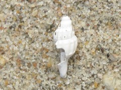 Propebela turricula