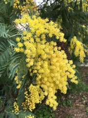 Acacia dealbata
