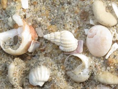 Tritia varicosa