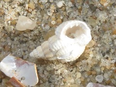 Tritia varicosa