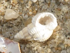 Tritia varicosa