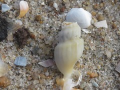 Propebela turricula