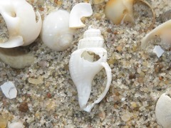 Propebela turricula
